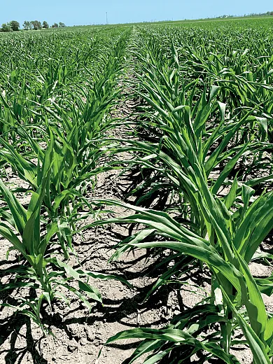 Some biostimulants are foliarâapplied to help crops tolerate abiotic stresses such as extreme temperatures or drought. This photo shows droughtâstressed corn. Photo by Connor Sible.