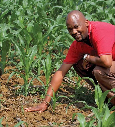 Acidity affects crops. In the foreground, corn is growing slowly in acidic soils with a pH of 4.4. The tall corn in the background is grown in soils treated with lime to raise the pH. New research backs up the idea that pH affects crop productivity more than soil balancing. Photo courtesy of Wikimedia Commons/Alan Manson and published here under this license: https://creativecommons.org/licenses/by/4.0/deed.en. 