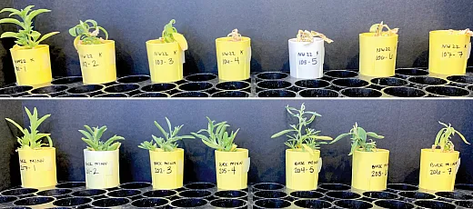 Figure 4. The top series of pots demonstrate a dose response to treatments on a kochia population near Fargo, ND that is susceptible to dicamba 21 days after treatment (DAT), and the bottom series of pots demonstrates a dose response on a kochia population near Devils Lake, ND that exhibited resistance to dicamba 21 DAT. Rates from left to right are dicamba at 0, 0.0625, 0.125, 0.25, 0.5, 1, 2 lb/ac. Note the 0.5 lb rate is the 1X rate typically applied. Source: Joe Ikley, North Dakota State University.
