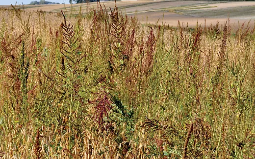 Waterhemp resistant to multiple herbicides in a southwestern Minnesota soybean field around harvest time. Photo by Liz Stahl. 