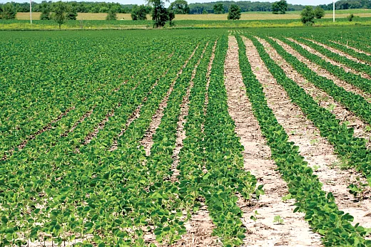 One cultural weed control strategy is planting narrow rows (as shown on the left vs. the right) to take advantage of the crop canopy/crop competitiveness. Photo by Lyroky/Alamy Stock Photo. 