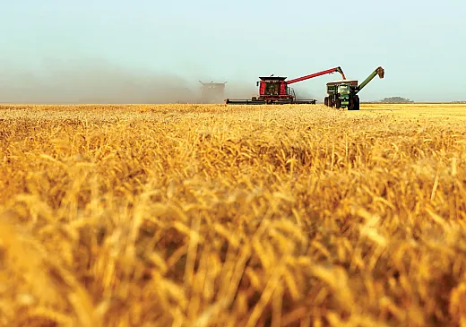 Crop yield could be predicted with a machineâlearning model using a suite of field factors including weather, historical yield data, and soil information. Photo by Tao Wang.