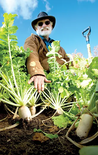 Certain green manure crops have proven effective in suppressing diseases, including potato early dying. Photo by Edwin Remsberg. 