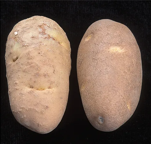 A potato infected with Columbia rootâknot nematode (left) and a healthy potato.