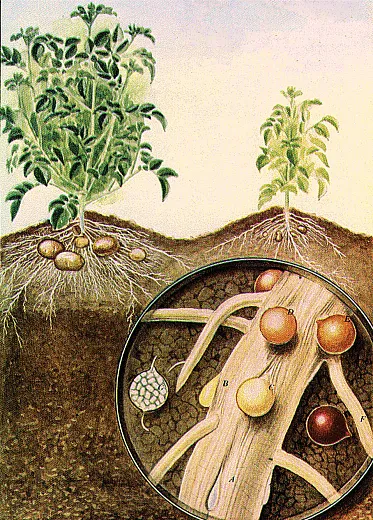 Illustration of the life cycle of the golden potato cyst nematode by A.D. Cushmon, Nemapixpicture set, Bugwood.org. The background shows normal potato plant (left) and one exposed to heavy nematode attacks. The greatly magnified portion of the infested root shows(A) females just breaking through the root surface, (B) a partly developed cyst, (C, D, and E) progressive color changes of the cyst, (F) cyst in the soil, and (G) cover crops section of the soil showing eggs and hatching larvae leaving cyst to enter roots.