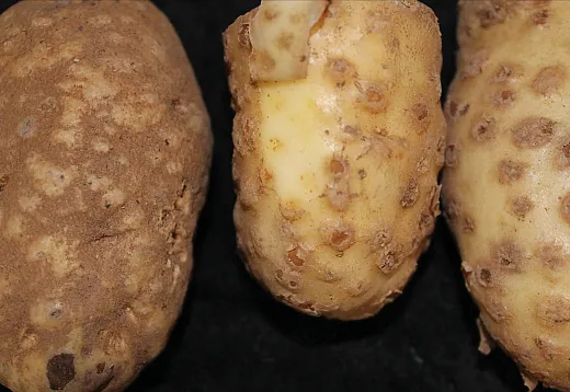 Root-knot nematode symptoms on potato. Photo courtesy of Dr. Saad Hafez.