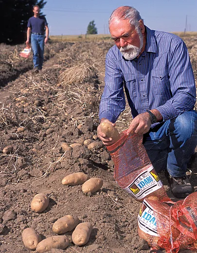 Preventing reuse of bags and bins is one strategy that can help prevent nematode spread. Photo by Peggy Greb/USDA-ARS.