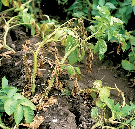 Marked by premature vine senescence, potato early dying can reduce tuber yield by up to 50% under severe conditions. Photo by Nigel Cattlin/Alamy Stock Photo.
