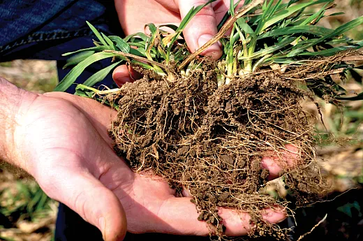 The extensive root system of perennials captures and holds onto nutrients, and their extensive biomass suppresses weeds and protects the soil from erosion. NRCS/SWCS photo by Lynn Betts.