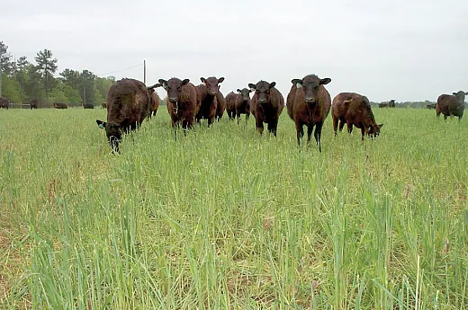 Today, half of the rye grain harvest in the United States is used as pasture, hay, or as a cover crop. Photo originally submitted by Schomberg et al.: https://doi.org/10.2134/csa2014-59-6-2.