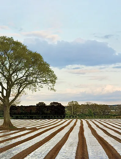 Plastic mulch is used widely in agriculture, but decades of accumulation in soils have raised questions about its fate and impact on the environment and crops. Photo courtesy of AdobeStock/stocksolutions.