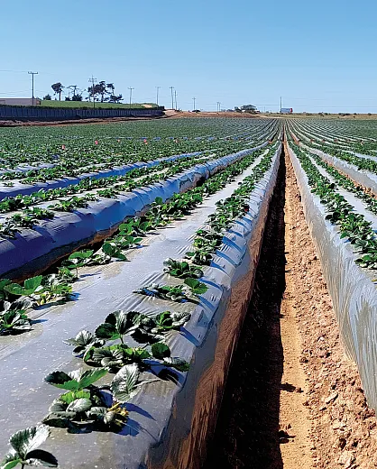 Use of plastic mulch is widespread among strawberry farmers in California, as shown here near San Luis Obispo. Photo by Sean Schaeffer.