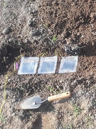 To measure biodegradation rates of biodegradable mulch (BDM), researchers from the University of Tennessee buried mesh bags containing BDM. Photo by Alexis Gillmore.