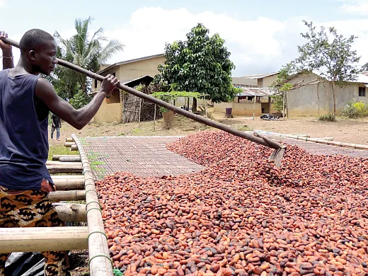 Ivory Coast farmer spreading cocoa beans to dry in the sun. Photo courtesy of Wikimedia Commons/KokoDZ and reproduced here via this license: https://creativecommons.org/licenses/by-sa/4.0/deed.en.