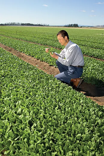 In the Salinas Valley, farmers apply zinc to outcompete cadmium for crops like spinach, which tends to take up more cadmium than other produce. This photo shows USDA-ARS geneticist Beiquan Mou analyzing a crop. Photo by Peggy Greb/USDA-ARS.