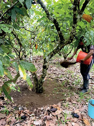 Application of soil organic matter treatments in cacao field trials. Photo courtesy of Eduardo Gutierrez.