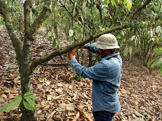 Eduardo Gutierrez, a Ph.D. candidate at Kansas State University, examines a cacao pod in Ecuador. Photo courtesy of Eduardo Gutierrez.