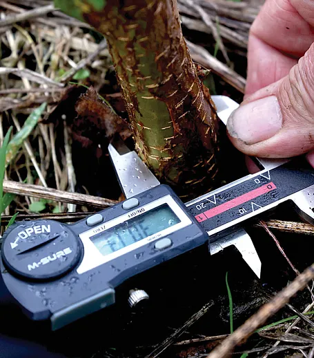 Measuring one of trees planted for The Carbon Communityâs rock weathering field trial. Photo by Paul Box.