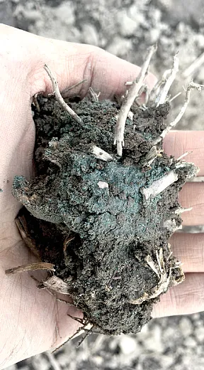 Rock dust integrated with soil and roots, part of an enhanced weathering experiment by Ben Houltonâs group at Cornell University. Photo by Garrett Boudinot, former research associate at the Houlton Laboratory.