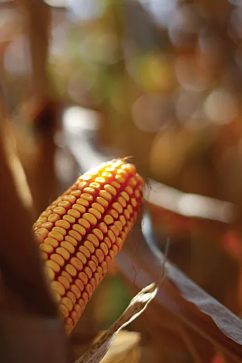 âCornâs Golden Symphonyâ by Nitish Inu was the Agronomy Best Photo during the photograhy and video contest held during the 2023 Annual Meeting in November.