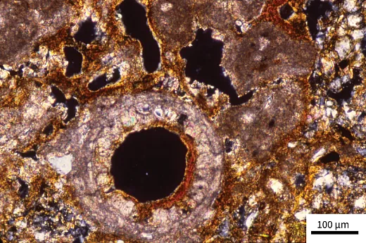 One more circle in soil morphology: In this image from a BCkt horizon of a Typic Hapludalf in France, secondary calcite crystals havereplaced a root and have also precipitated as micrite that engulfs the groundmass. In addition, a coating of clay infused with Fe oxide overlies the ring of calcite crystals in the former root cavity. Circularly polarized light.