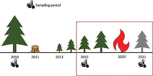 Diagram of site history with the focus of the recent SSSAJ article outlined in red. Sampling occurred in three periods: pre-harvest in summer 2010, 3.5 years post-harvest in summer2015, and four months post-fire in winter 2021. Harvest occurred in December 2011. In September 2020, the site burned at high severity. Post-fire samples were collected betweenDecember 2020 and April 2021.