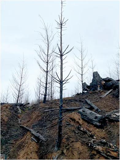 Downslope movement of soil at the study site. Photo courtesy of J. Hatten.