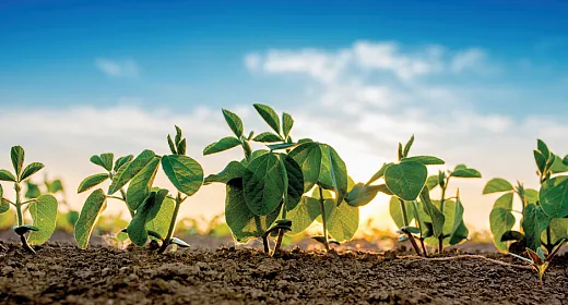 Soybeans grown in a conventional tillage system. Photo courtesy of Adobe Stock/Bits and Splits.