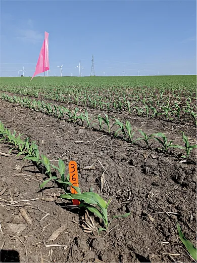 Stakes without specific treatment details for avoiding bias when collecting data. Photo by Ana Morales-Ona.