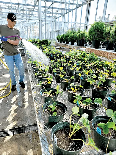 Ensuring optimum water condition in a strawberry greenhouse study at Purdue University. Photo by Jeanine Arana.