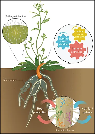 Rhizosphere microbes play a vital role in bolstering disease resistance by repelling or out- competing plant pathogens, forming physical barriers, enhancing nutrient availability, anddiminishing resources accessible to pathogens. Illustration reprinted with permission from âThe Soil-Borne Legacy,â by Bakker et al. (2018), originally published in the journal Cell (https://doi.org/10.1016/j.cell.2018.02.024).
