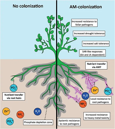 Arbuscular mycorrhizal fungi (AMF) are adept at absorbing phosphate, zinc, nitrate, water, and various other nutrients. This illustration, originally published in Jacott et al. (2017)in the journal Agronomy, shows how the AMF hyphal network extends beyond the depletion zone (grey), accessing a greater area of soil for nutrient and water uptake. Benefitsfrom colonization include tolerances to many abiotic and biotic stresses through induction of systemic acquired resistance (SAR). Illustration reprinted under this license: https://creativecommons.org/licenses/by-sa/4.0/deed.en.