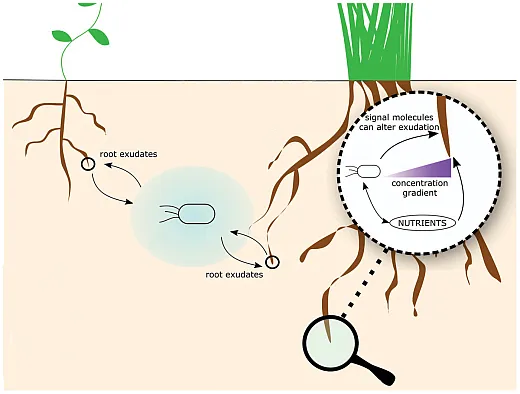 Root exudates serve as crucial components of microbeâplant interactions. While plants can regulate root exudation, soil microbes can enhance exudation rates and release moleculesthat affect root exudation patterns. This illustration is an adaptation from a figure originally published in the article âRoot Exudation of Primary Metabolites: Mechanisms andTheir Roles in Plant Responses to Environmental Stimuli,â by Canarini et al. in the journalFrontiers. It is published and adapted under this license: https://creativecommons.org/ licenses/by/4.0/.