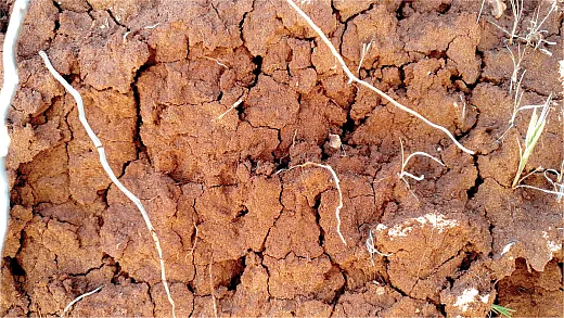 Soil microbes actively contribute to soil formation by enhancing soil aggregation, a process critical for enhancing soil fertility, porosity, water-holding capacity, and promoting seed germination and crop yield. Photo by Antonio JordÃ¡n (distributed via imaggeo.egu.eu) and reprinted under this license: https://creativecommons.org/licenses/by-sa/3.0/.