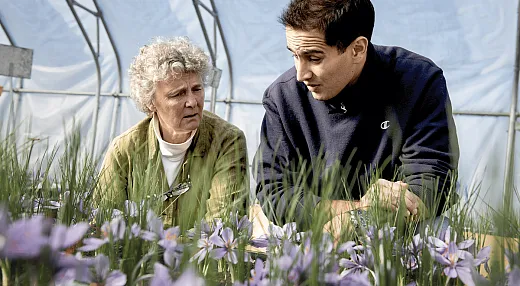 Researchers Margaret Skinner (left) and Arash Ghalehgolabbehbahani (right) began growing saffron at the University of Vermont with hopes it could become an economically viable crop for New Englandâs small, diversified growers. Photo by Ian Thomas Jansen-Lonnquist.