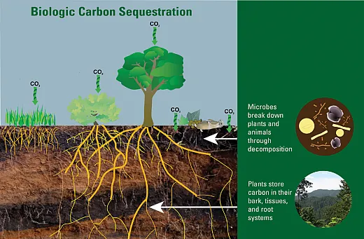 Estimates, such as those presented by Kell (2012), suggest that a 10% increase in CO2 sequestration in soil could potentially remove up to 20% of CO2from the atmosphere, which shows the huge potential of microbial-mediated carbon sequestration for mitigating climate change and global warming. Illustration adapted from a USGS infographic.