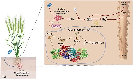 Illustration shows the mechanism of non-symbiotic fixation of atmospheric nitrogen by Azotobacter sp. It is reprinted under this license https://creativecommons.org/licenses/by/4.0/ from the article in the journal Frontiers by Aasfar et al. (2021), âNitrogen Fixing Azotobacter Species as Potential Soil Biological Enhancers for Crop Nutrition and Yield Stability.â