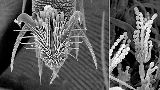 A gram of soil harbors an impressive 100 million to a billion microorganisms like the purplesnout mite on the left and the soil fungus on the right. Photos courtesy of USDA-ARS, Electron & Confocal Microscopy Unit, Beltsville, MD.