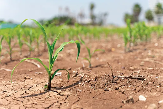 Several studies have reported that plants can increase their tolerance towards environmental stress like drought, heat, salinity, and other abiotic and biotic stresses by changingthe microbiome at the rhizosphere level. Photo courtesy of Adobe Stock/batuhan toker.