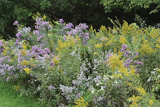 Fall prairie blooms near Iron Bridge Trailhead in Midewin National Tallgrass Prairie, one of Illinoisâ few remaining patches of prairie ecosystem. Photo by the U.S. Forest Service.