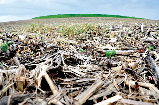 Mixed cropping with cereals and legumes increases microbial diversity and composition, facilitating plant-microbe associations. Here,soybeans emerge in a no-till system after terminated cereal rye. Photo courtesy of USDA.