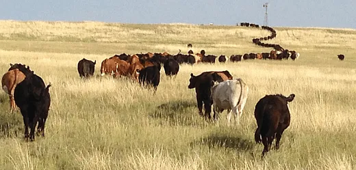 A group of steers in the collaborative adaptive rangeland management (CARM) treatment at the Central Plains Experimental Range in northeastern Colorado. In CARM, stakeholders collaborate on decision-making about grazing management. Photo courtesy of David Augustine.