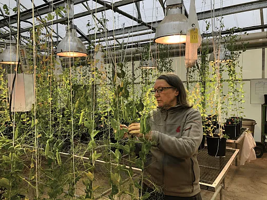 Clare Coyne managing a pea collection in the greenhouse.