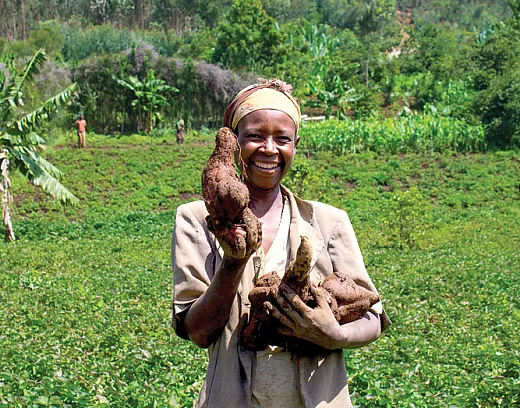 A person in Ethiopia shows off the orange-fleshed sweet potato (OFSP) grown in their backyard garden. Photo by Frezer Asfaw.