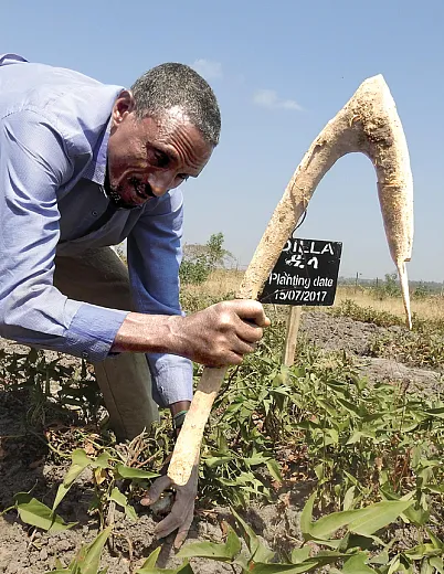 Researchers and breeders test various orange-fleshed sweet potato (OFSP) varieties, like the Dilla, bred in southern Ethiopia, before introducing them to the marketplace. Photo by Jan Low.