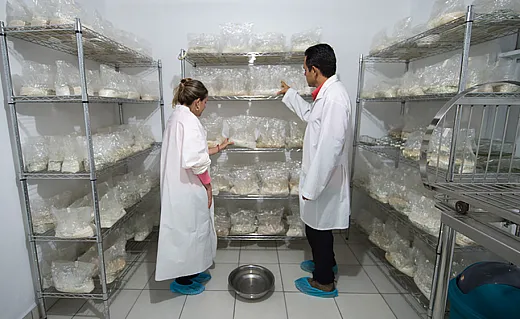 Researchers Priscila Chaverri and Eduardo Alvarado examine incubated fungi being mass-produced for later application to coffee plants. Photo by E. Remsberg.