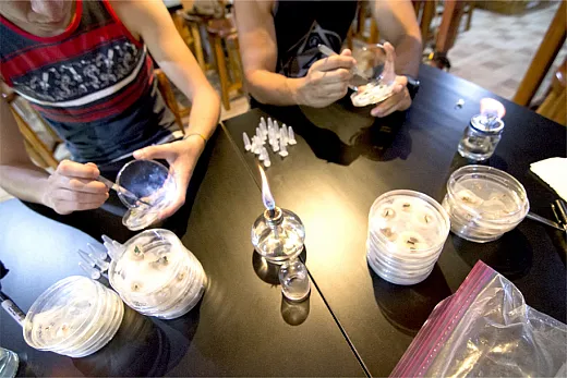 Priscila Chaverri and colleagues have collected fungi from wild relatives of coffee, characterized them, grown them on Petri dishes, and evaluated them for beneficial effects. Photo by E. Remsberg.